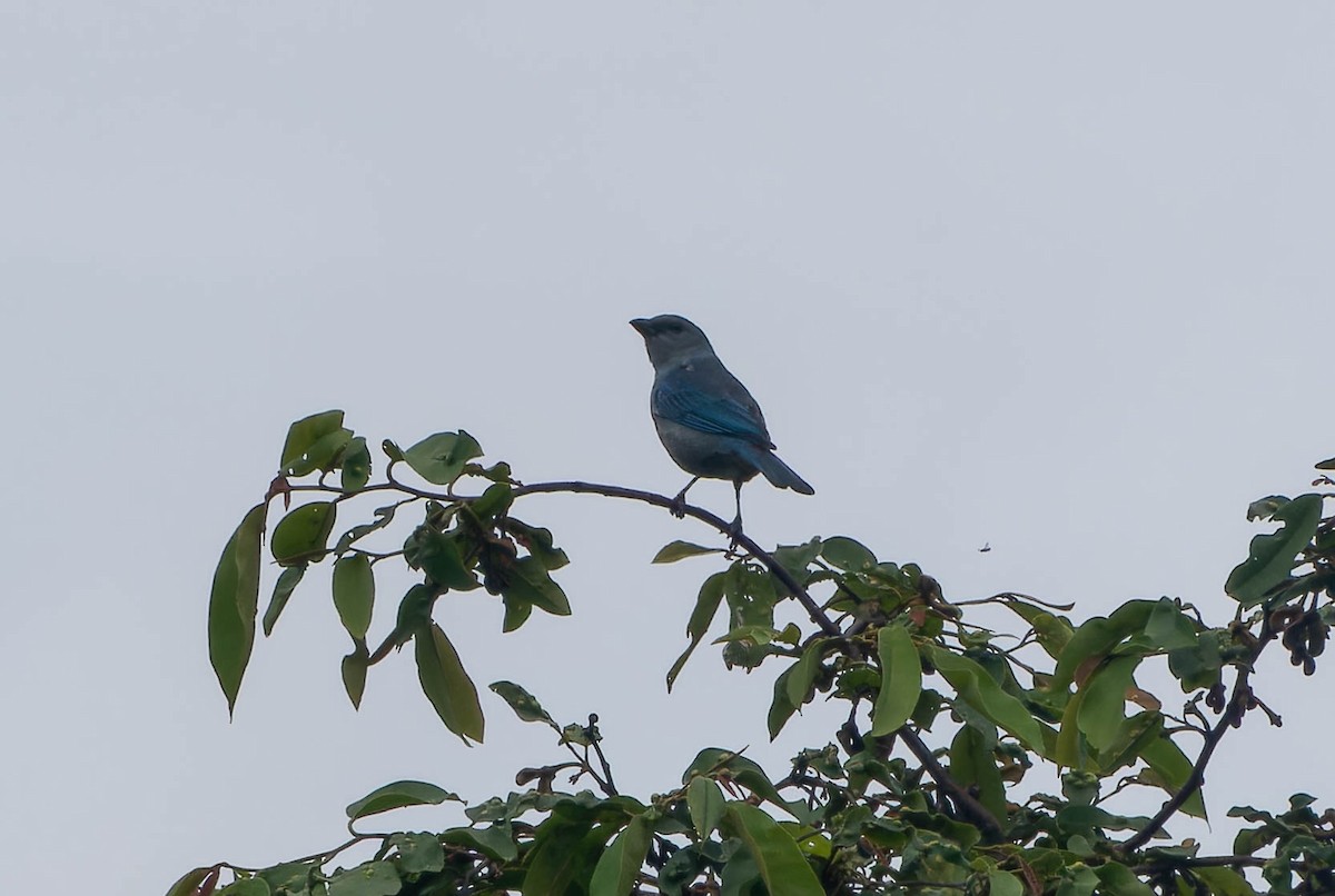 Саяка лазурова - ML646079312