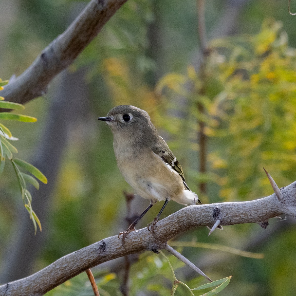 Золотомушка рубіновочуба - ML646079313