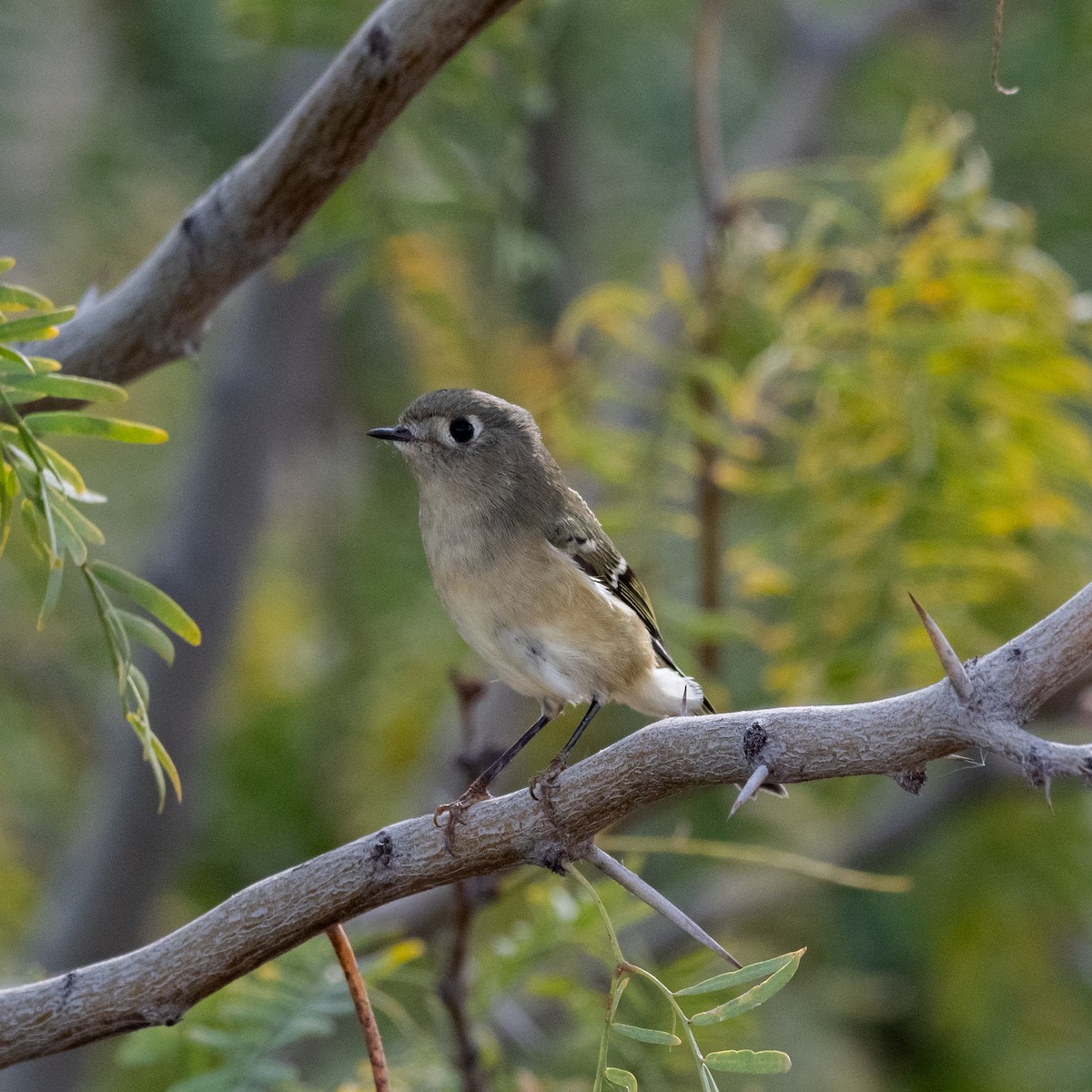 Золотомушка рубіновочуба - ML646079314