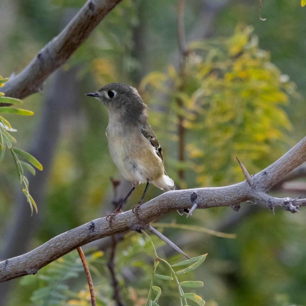 Золотомушка рубіновочуба - ML646079315