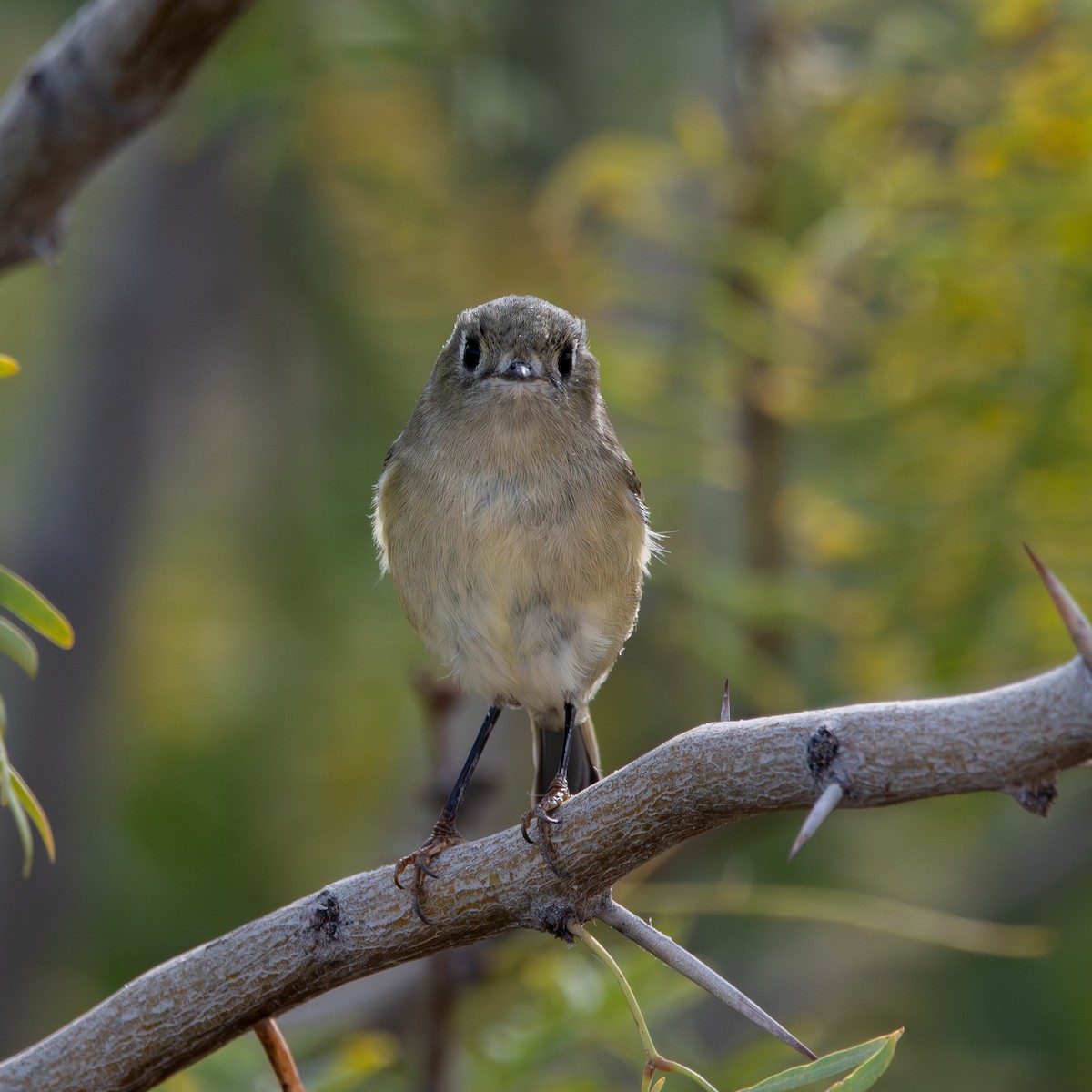 Золотомушка рубіновочуба - ML646079316