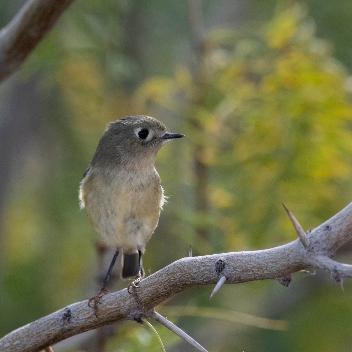 Золотомушка рубіновочуба - ML646079317