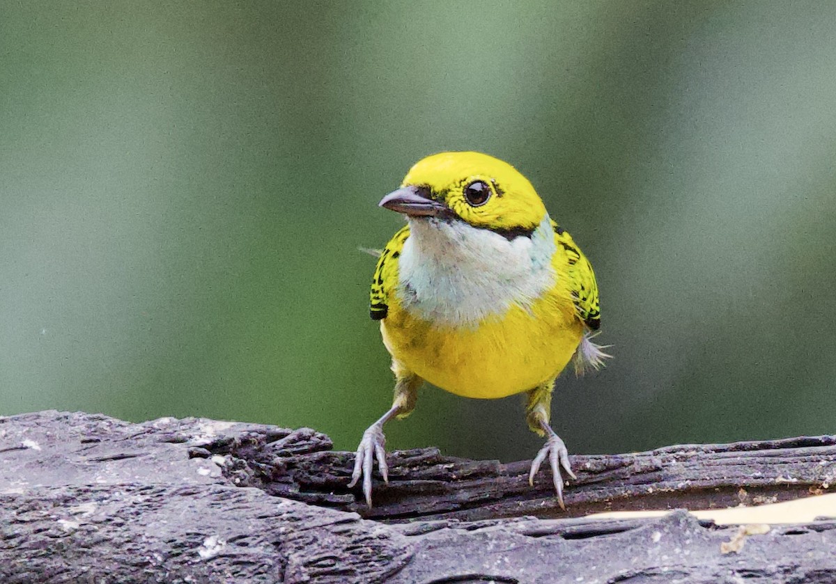 Танагра цитринова - ML646079326