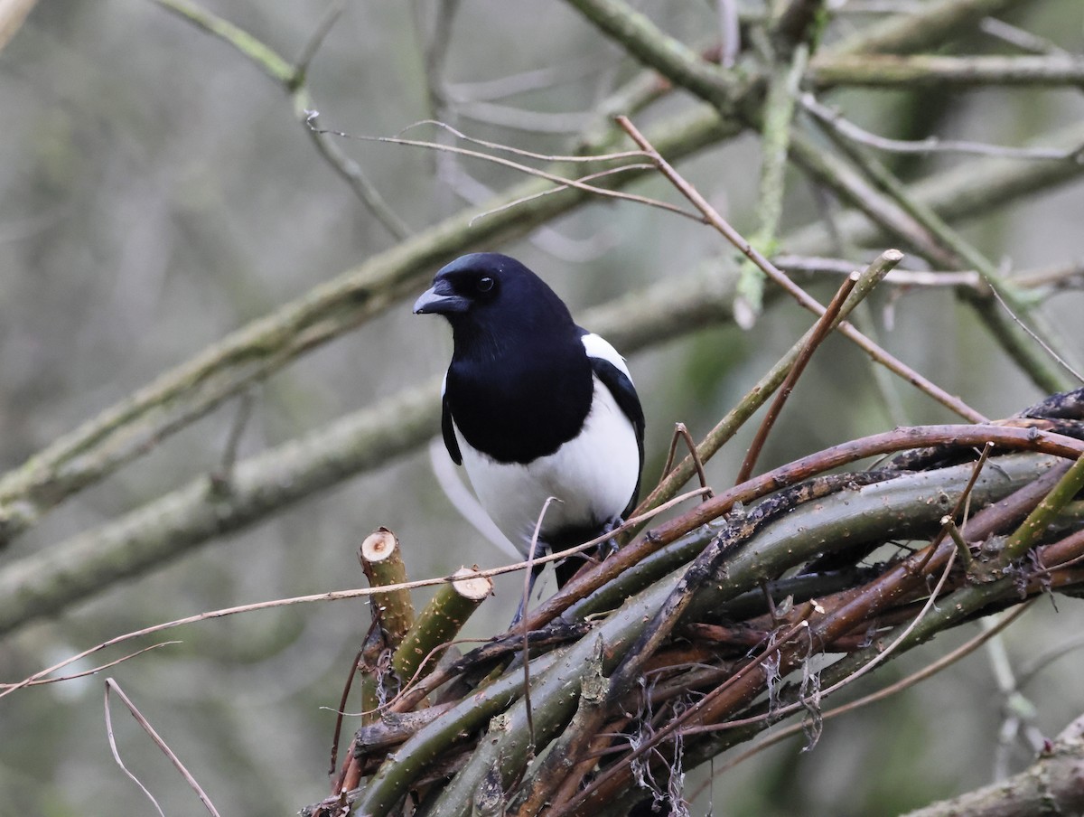 Сорока звичайна - ML646079327