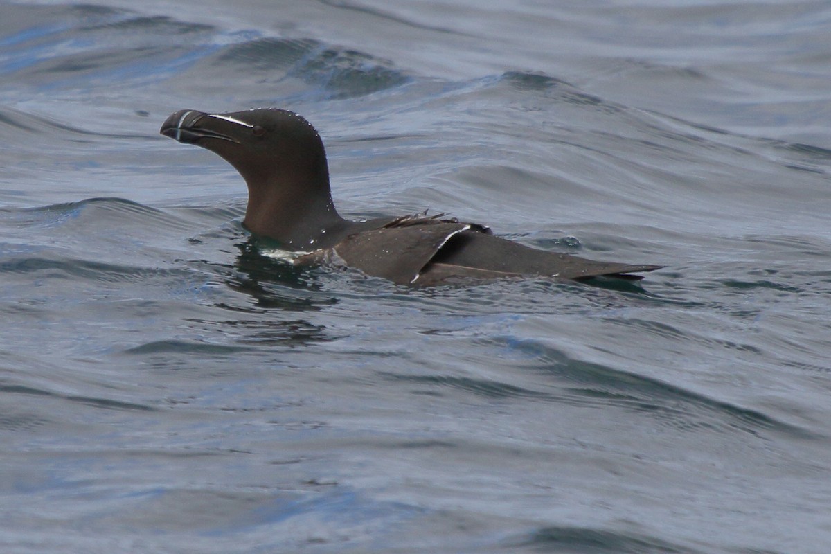 Гагарка мала - ML646079329