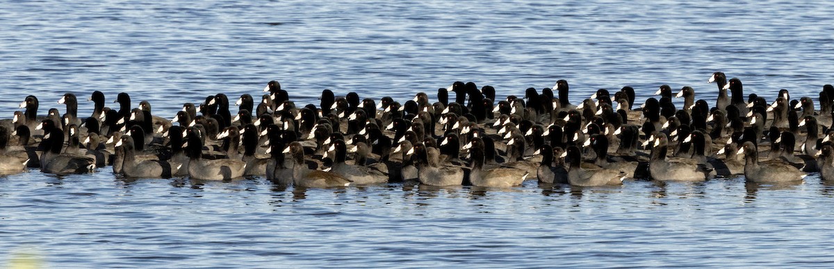 American Coot - ML646079339