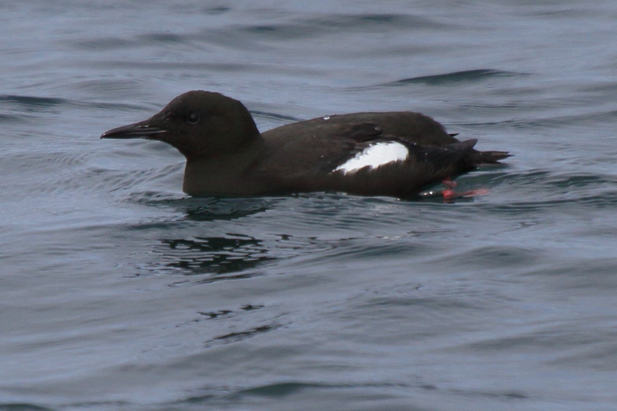 Чистун арктичний - ML646079340