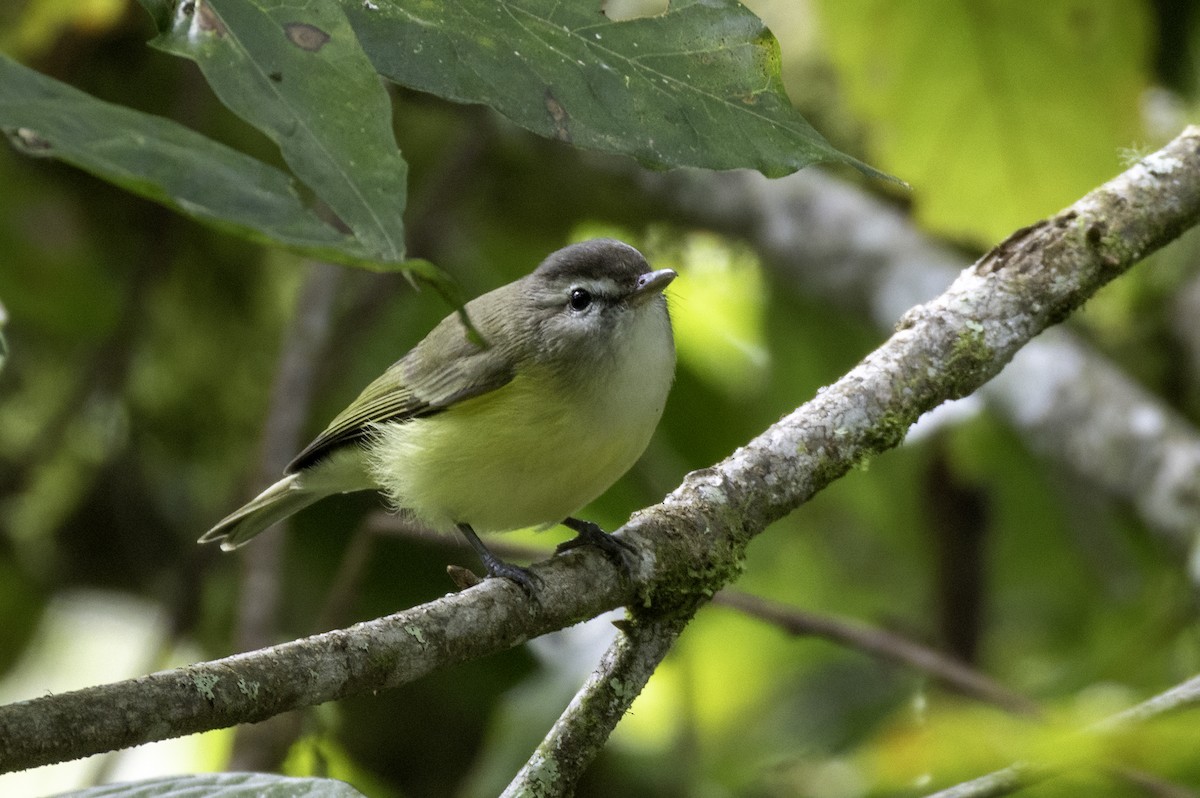 Kahverengi Vireo - ML646079348