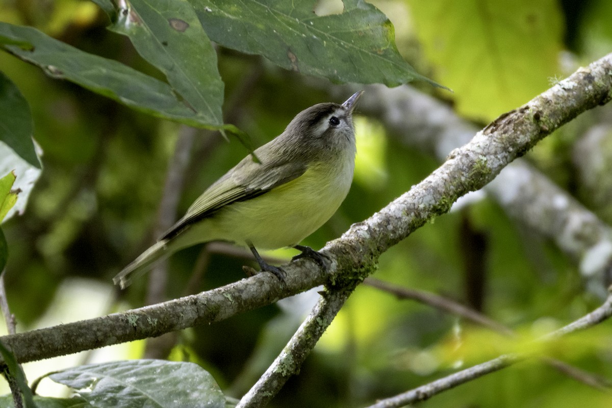 Kahverengi Vireo - ML646079349