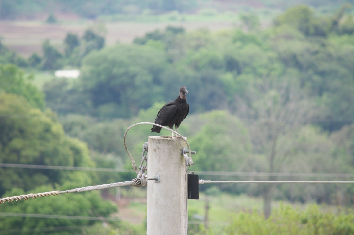 Black Vulture - ML646079358