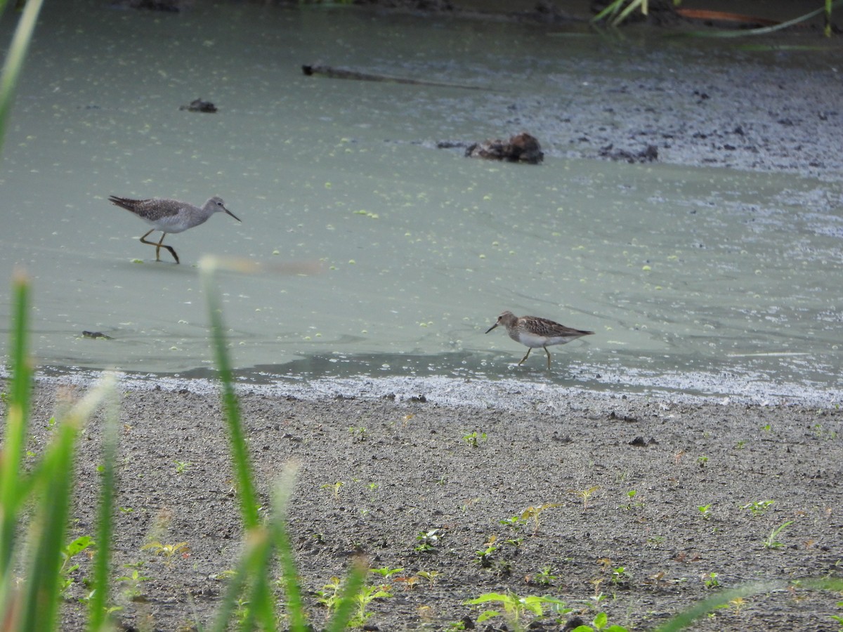 Дутыш - ML646079362