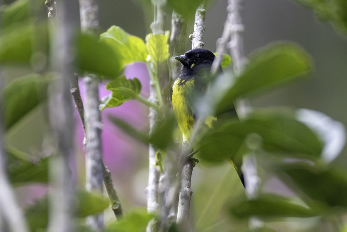 Yellow-bellied Siskin - ML646079370