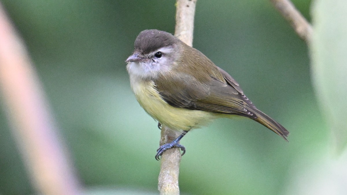 Kahverengi Vireo - ML646079372