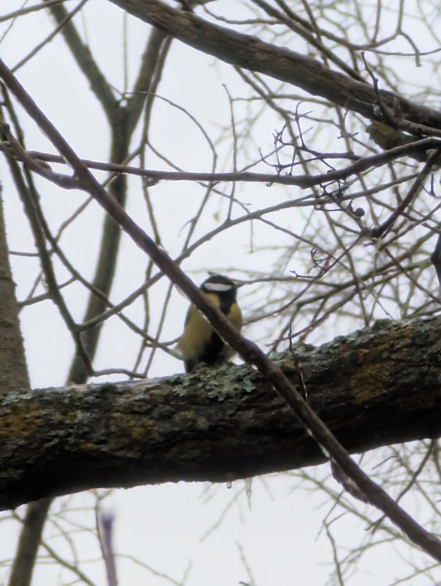 Great Tit - ML646079377