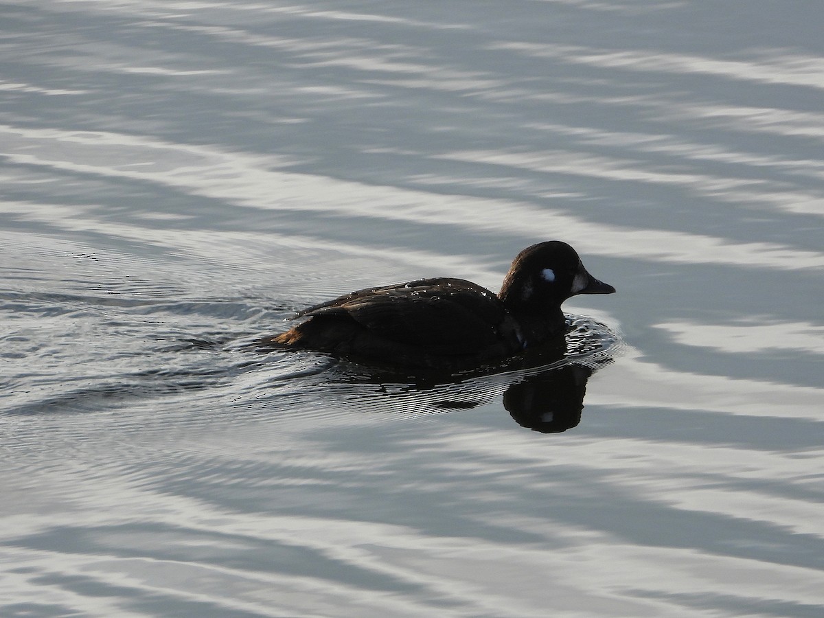 Harlequin Duck - ML646079378