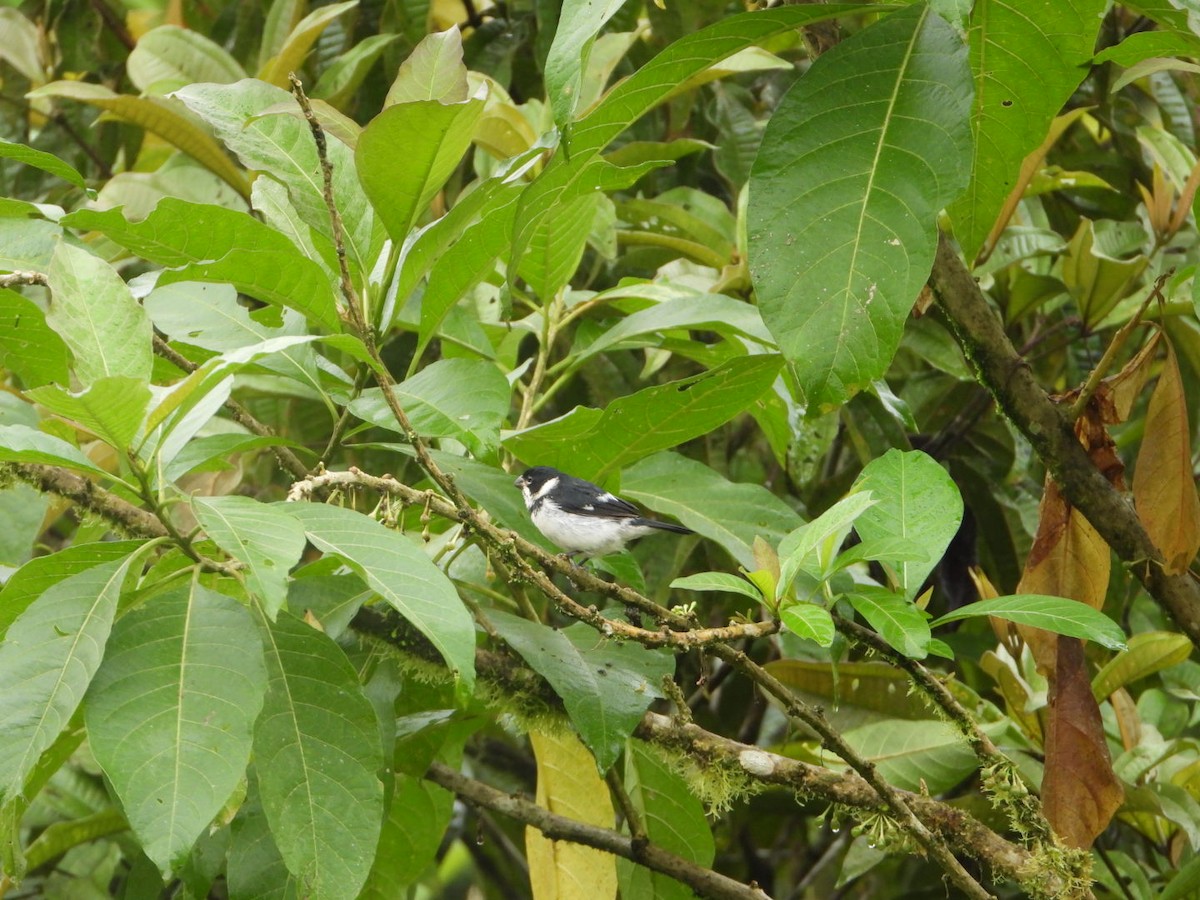 Variable Seedeater - ML646079432