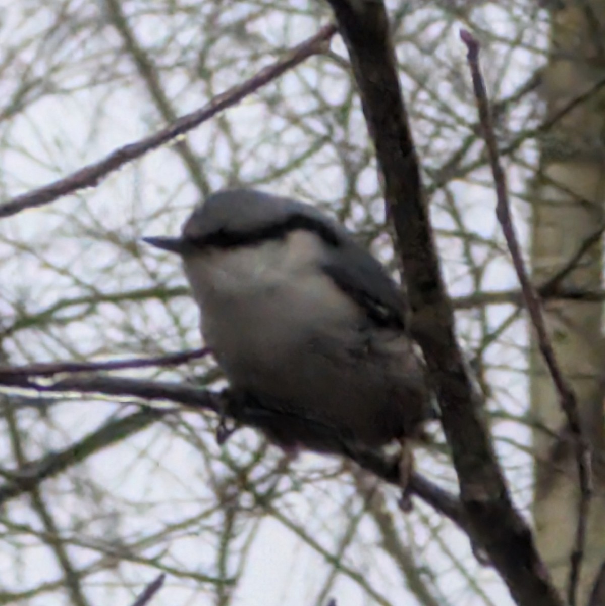 סיטה אירופית - ML646079440