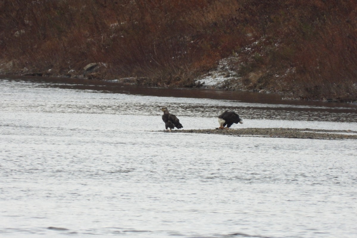Bald Eagle - ML646079473