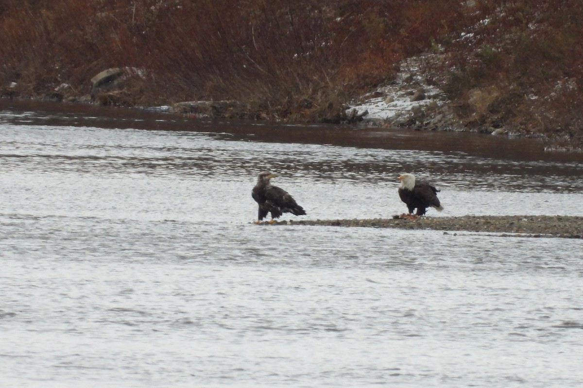 Bald Eagle - ML646079474