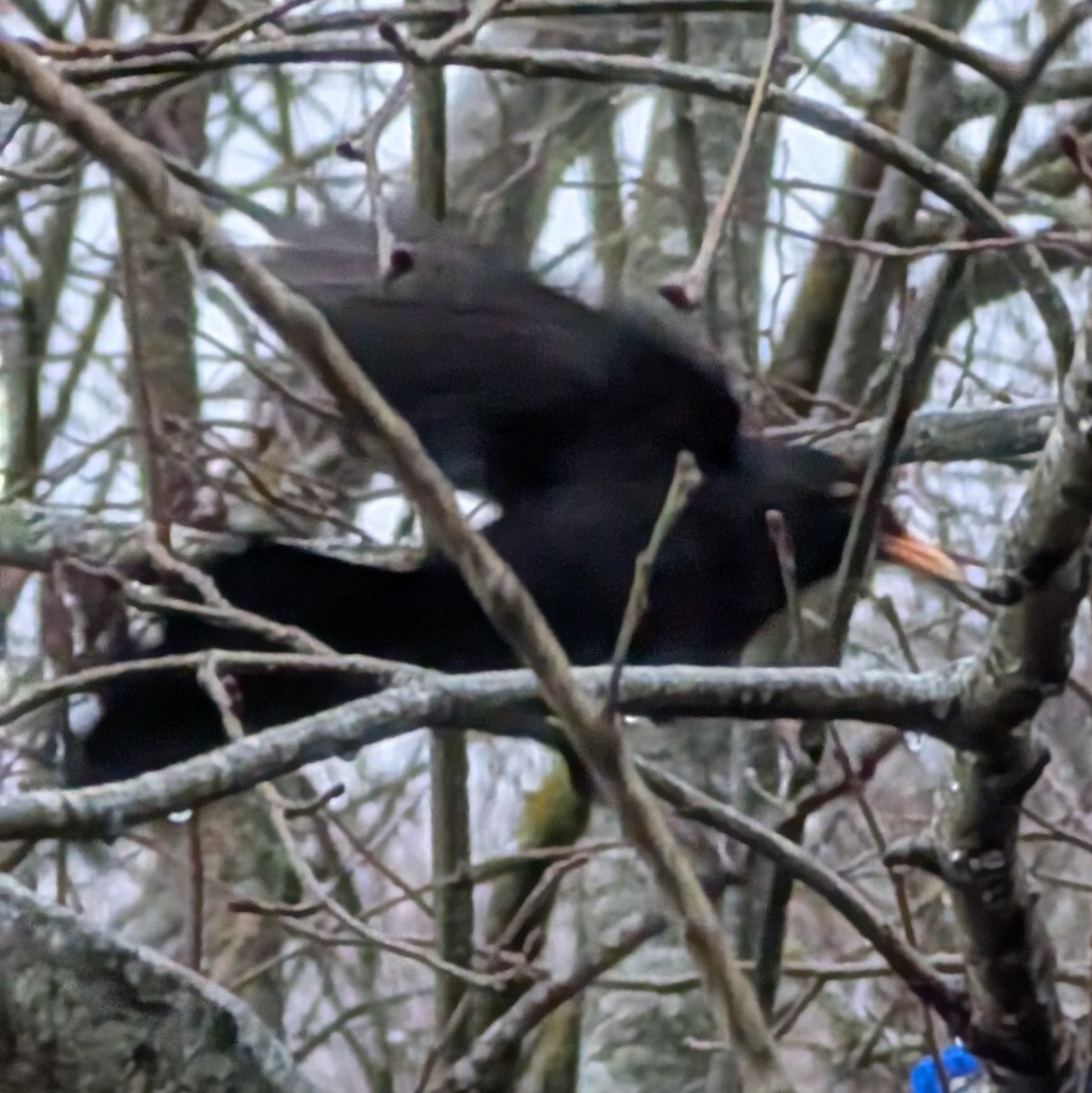 Eurasian Blackbird - ML646079475