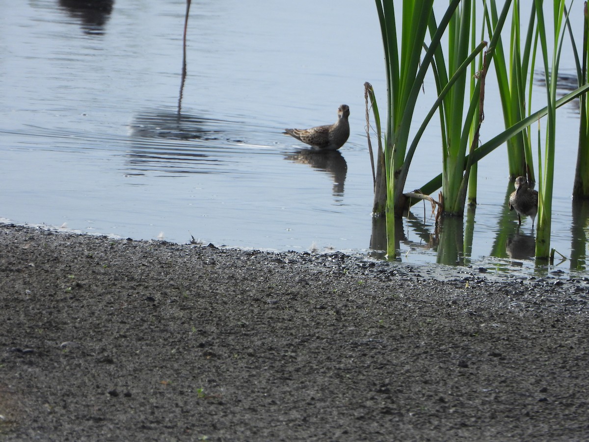 Дутыш - ML646079476