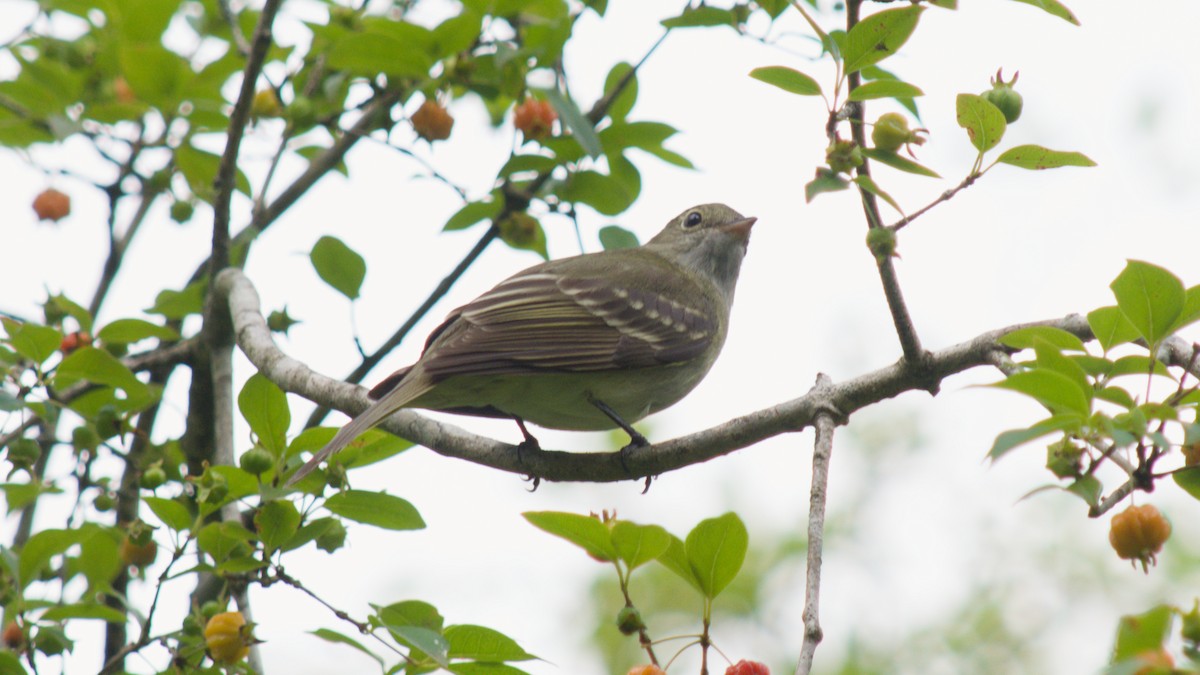 Olivaceous Elaenia - ML646079483