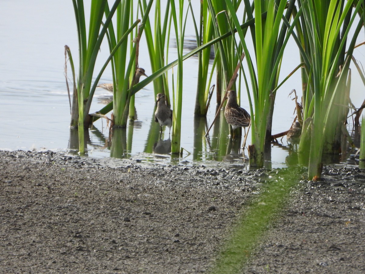 Дутыш - ML646079484