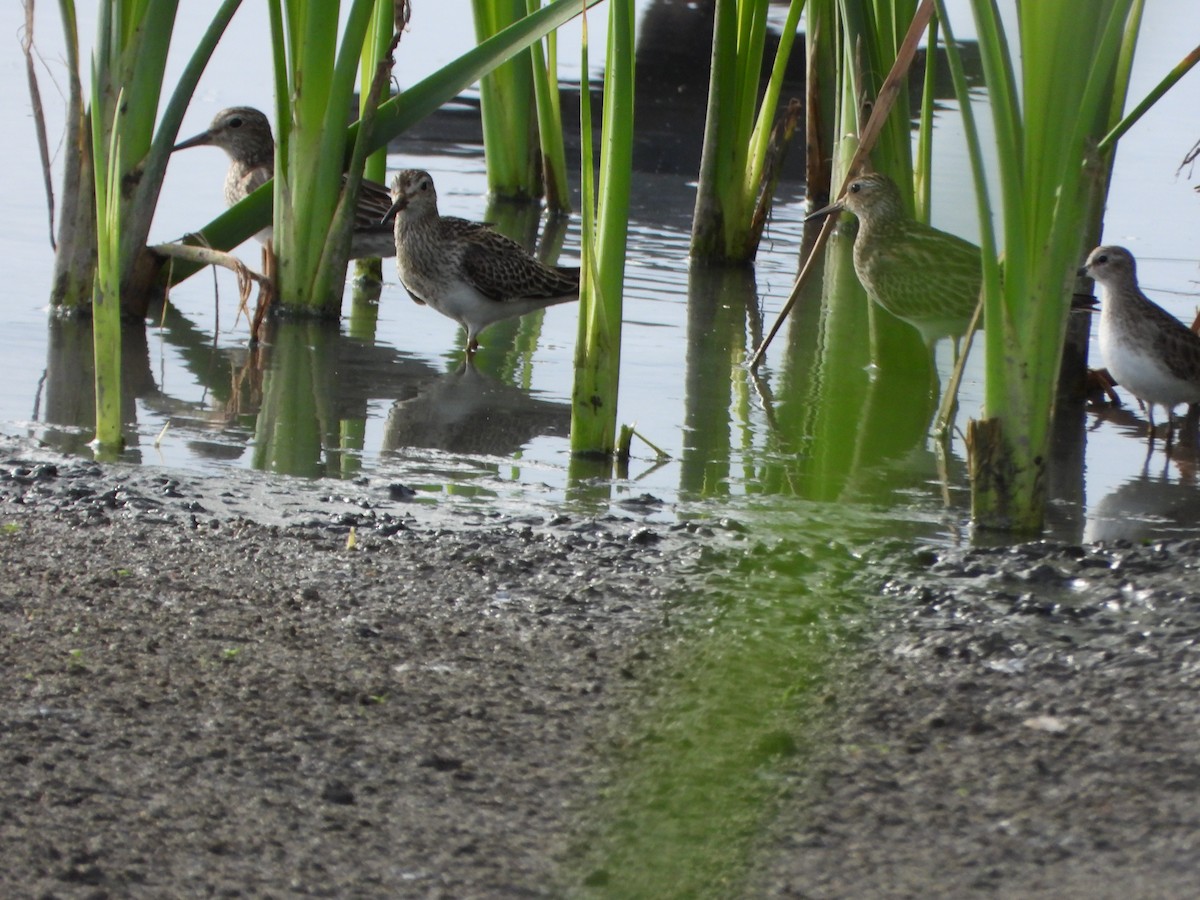 Дутыш - ML646079485