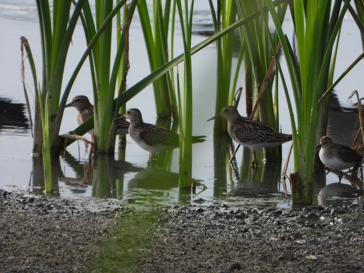 Дутыш - ML646079486