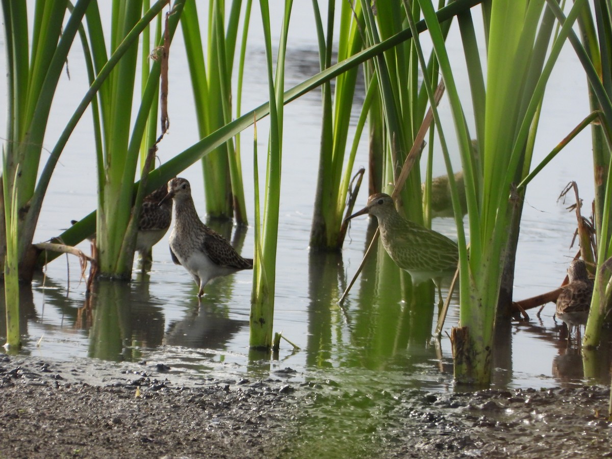 Дутыш - ML646079487