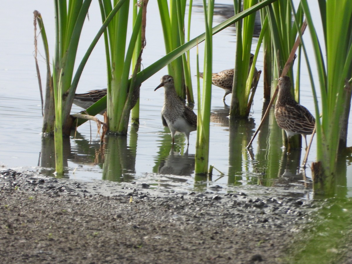 Дутыш - ML646079488