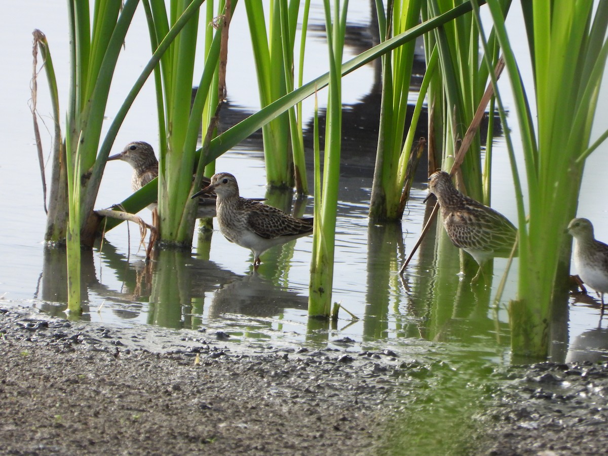 Дутыш - ML646079489