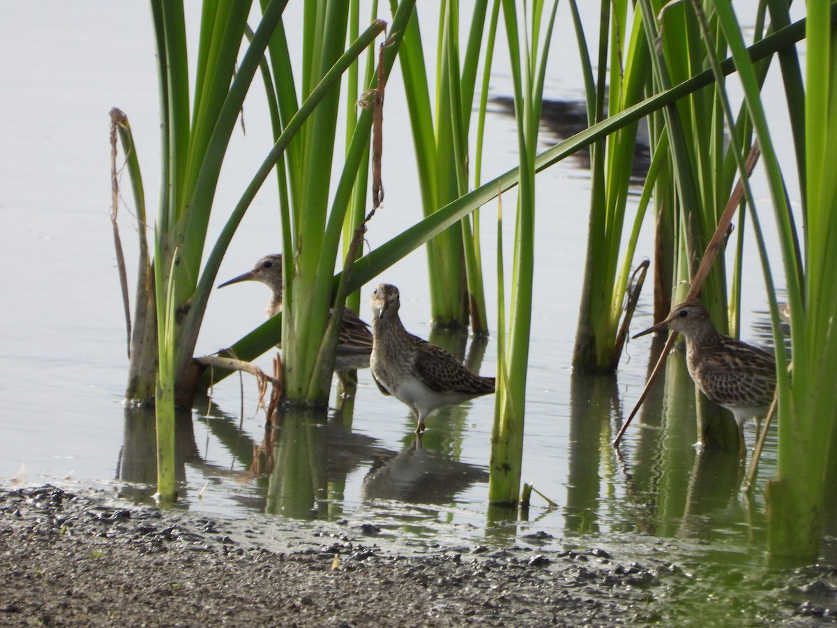 Дутыш - ML646079491