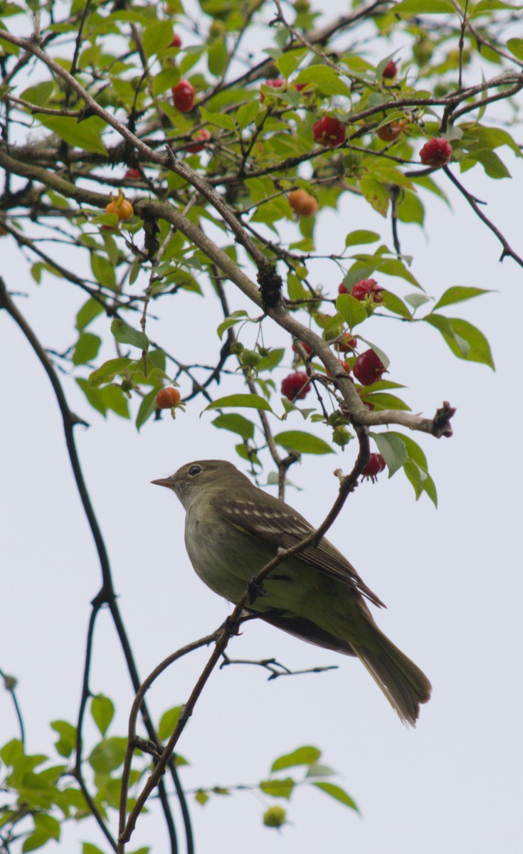 Olivaceous Elaenia - ML646079502