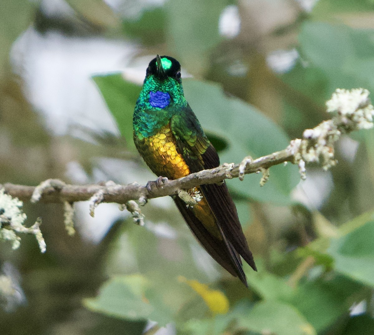 Golden-bellied Starfrontlet - ML646079512