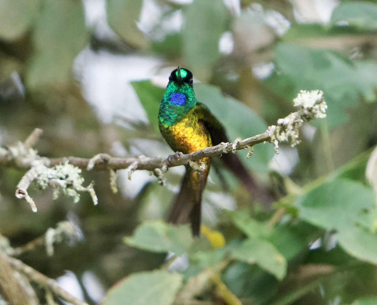 Golden-bellied Starfrontlet - ML646079515