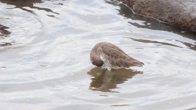 בבואן קרום-אצבעות (מזרחי) - ML646079531