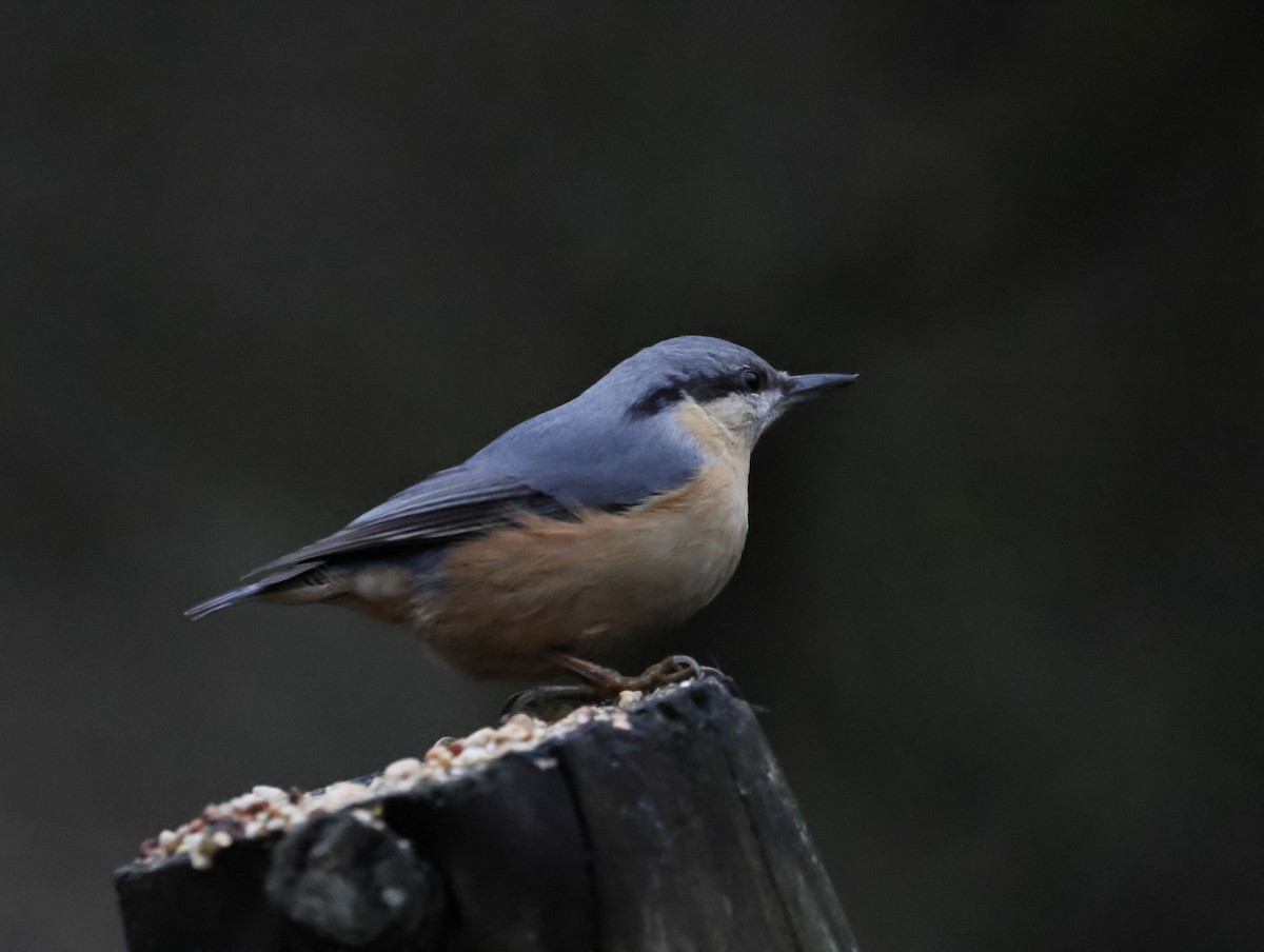 סיטה אירופית - ML646079533