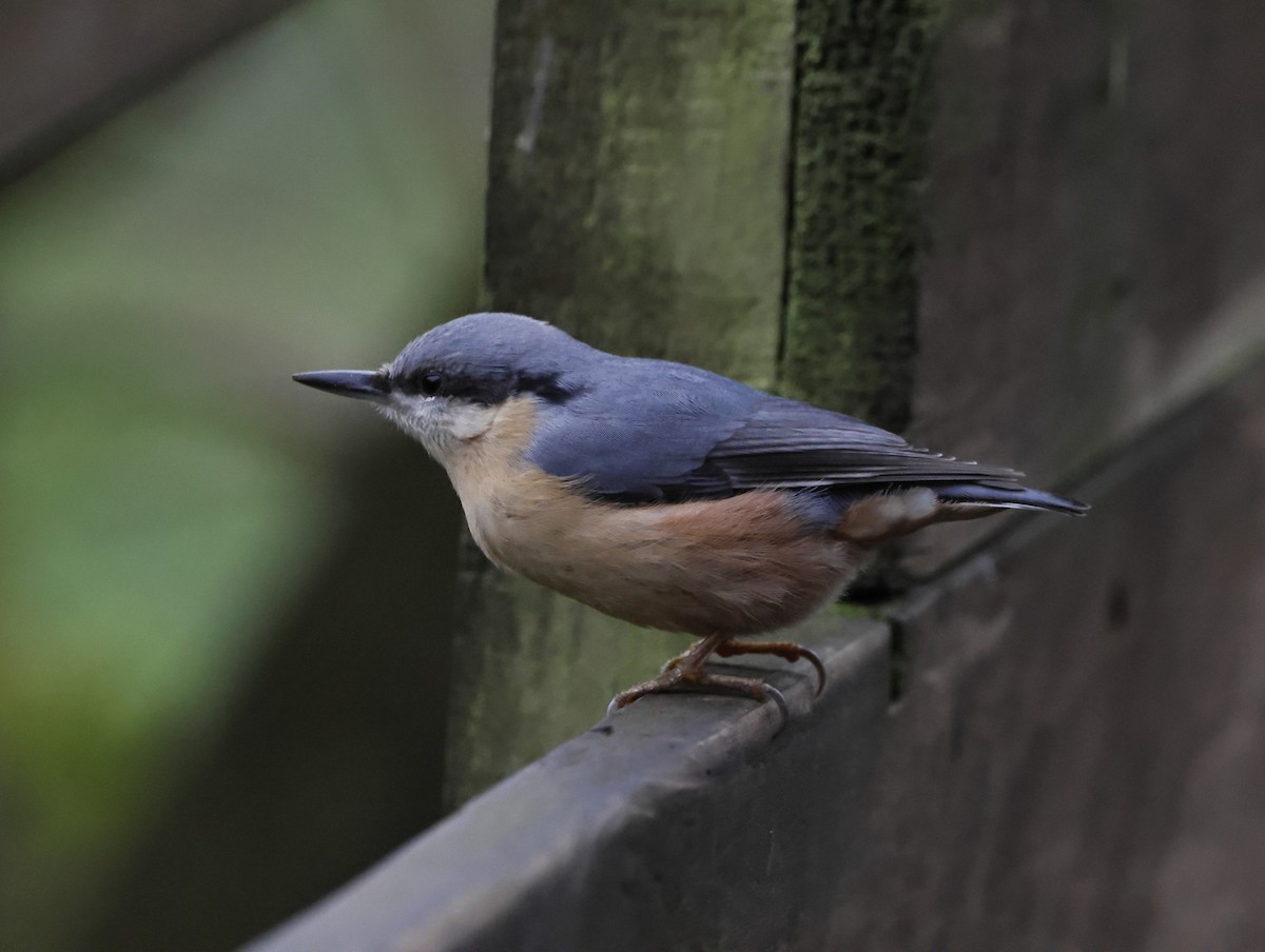 סיטה אירופית - ML646079534
