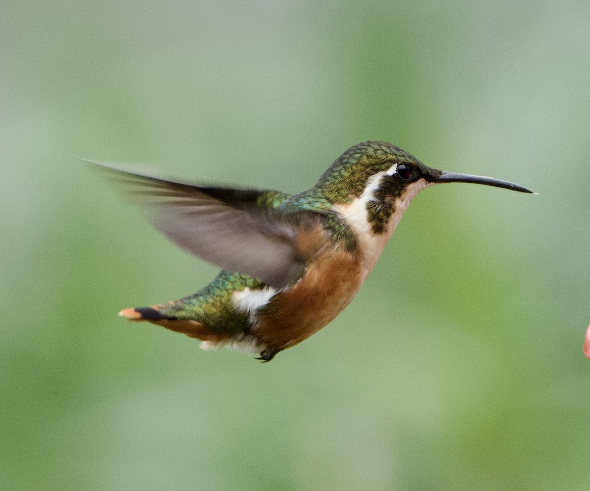 White-bellied Woodstar - ML646079536