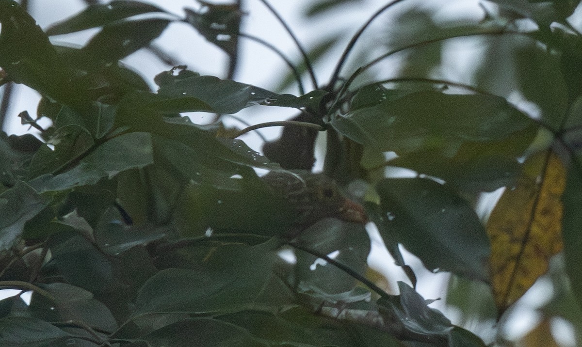 シロボシオオゴシキドリ - ML646079537