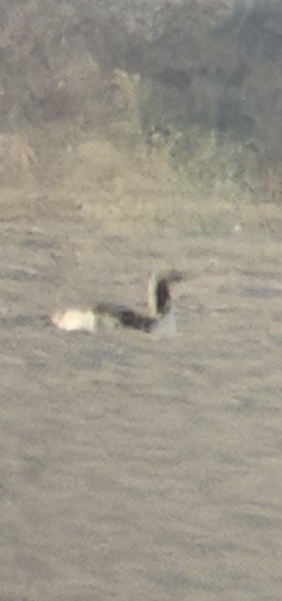 紅喉潛鳥 - ML646079538