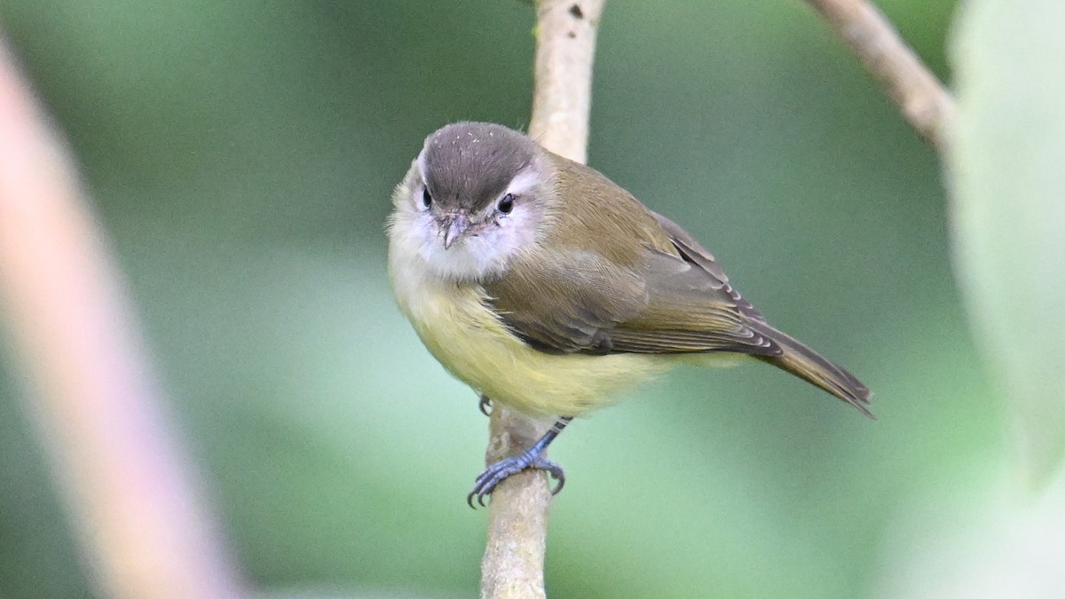 Kahverengi Vireo - ML646079539