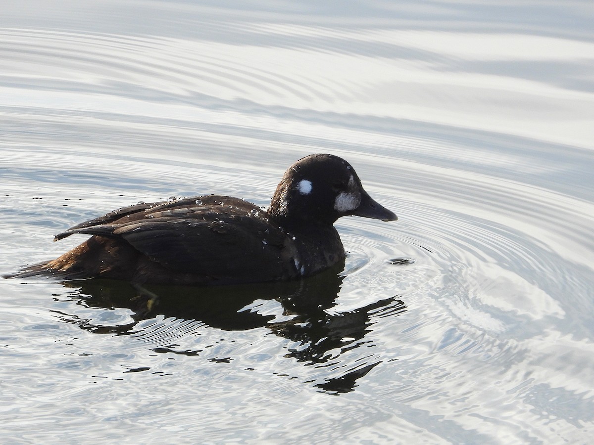 Harlequin Duck - ML646079544