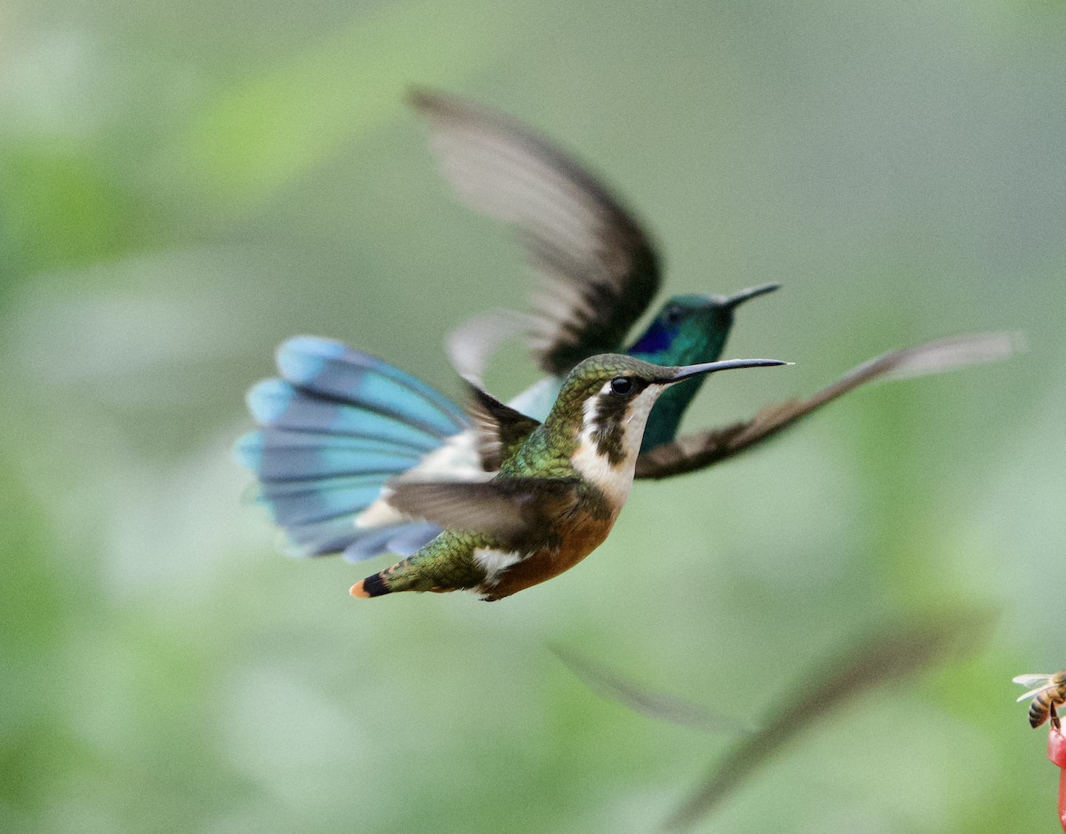 White-bellied Woodstar - ML646079546