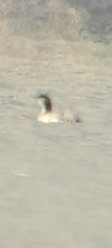 紅喉潛鳥 - ML646079547