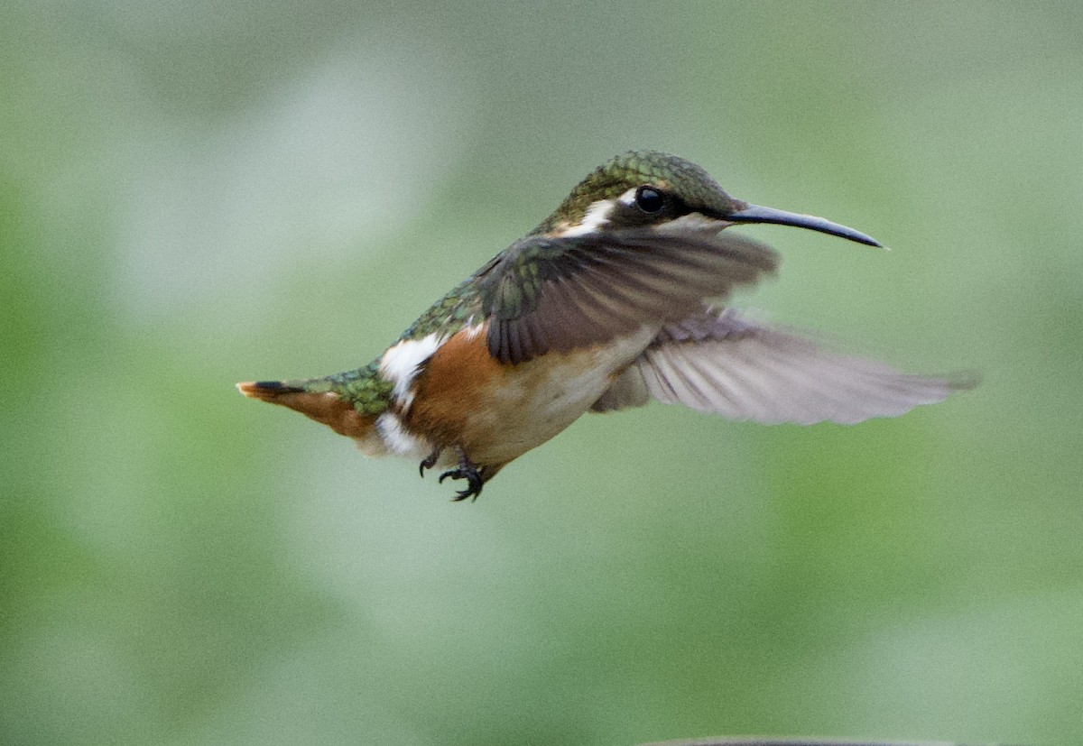 White-bellied Woodstar - ML646079550