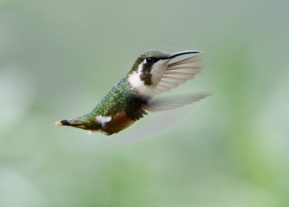 White-bellied Woodstar - ML646079552