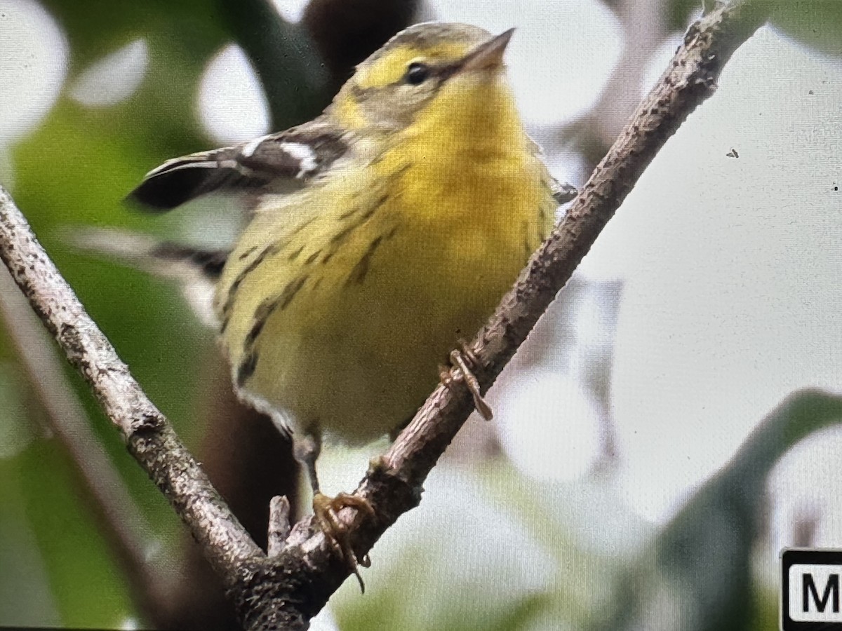 Reinita Gorjinaranja - ML646079561