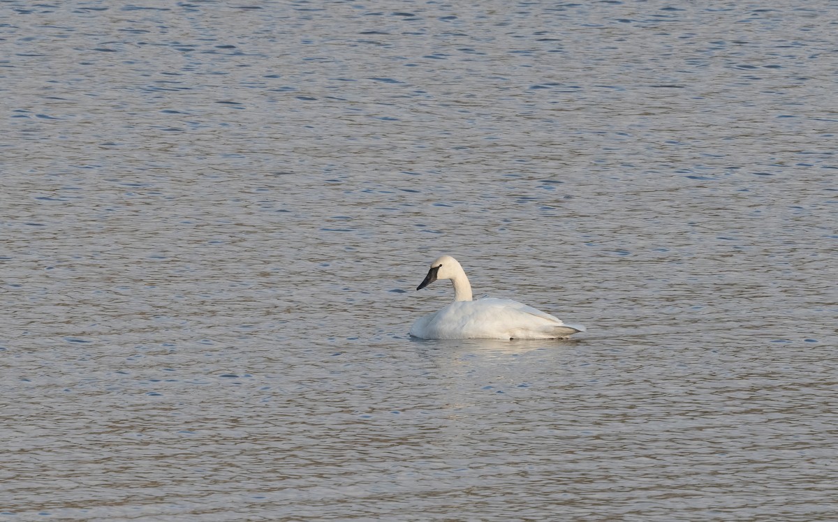 Trumpeter Swan - ML646079570